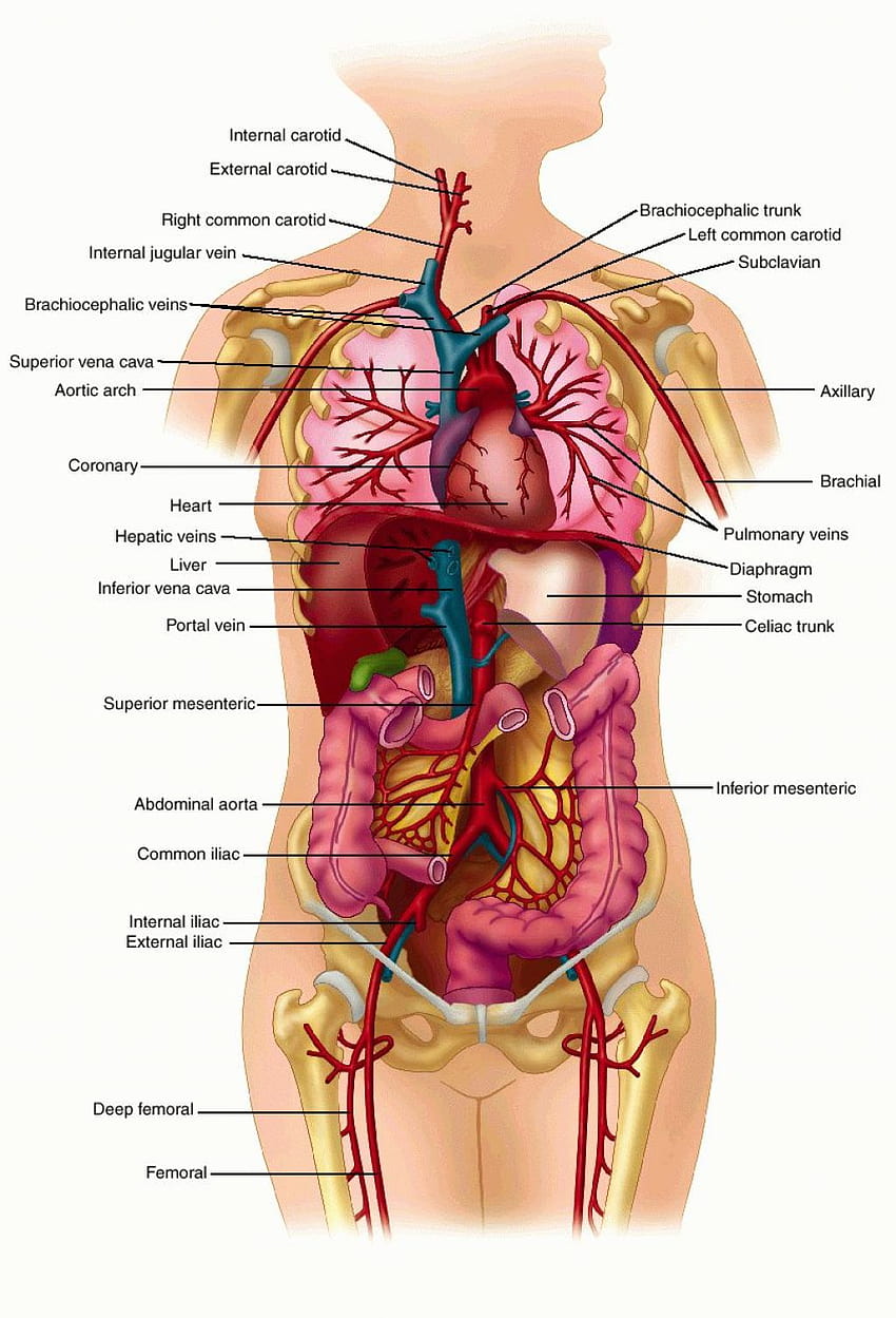 ส่วนต่างๆของร่างกายมนุษย์, ส่วนต่างๆของร่างกายมนุษย์ png , ClipArts on Clipart Library, ส่วนของร่างกาย วอลล์เปเปอร์โทรศัพท์ HD