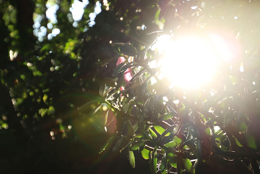 3093782 เช้า สวน สีเขียว ใบไม้ ยามเช้า ส่องแสง ฤดูร้อน แสงอาทิตย์ ส่องแสงในฤดูร้อน วอลล์เปเปอร์ HD