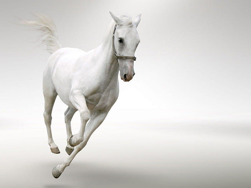 White Horse Running ... 13 HD тапет