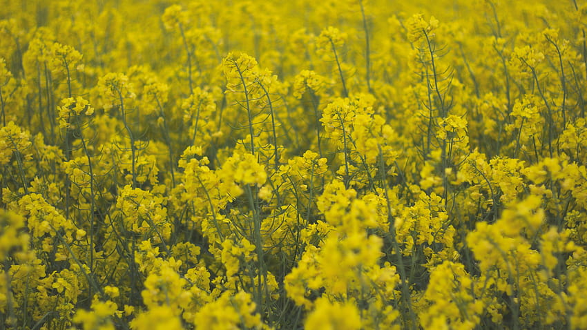 2560x1440 flowers, field, yellow, plants, yellow canola field HD wallpaper