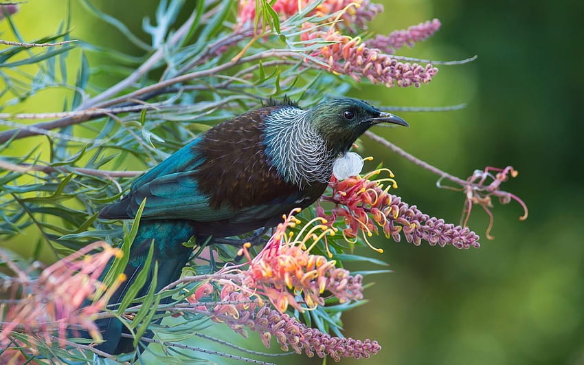 The Tui, Honeyeater HD wallpaper