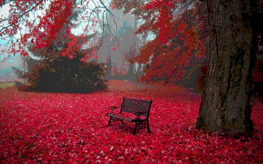 背景, 秋, 穏やか, 木, 海, 囲まれた, じゅうたん, ベンチ, 血, 葉, 赤, ベンチ, 秋 高画質の壁紙