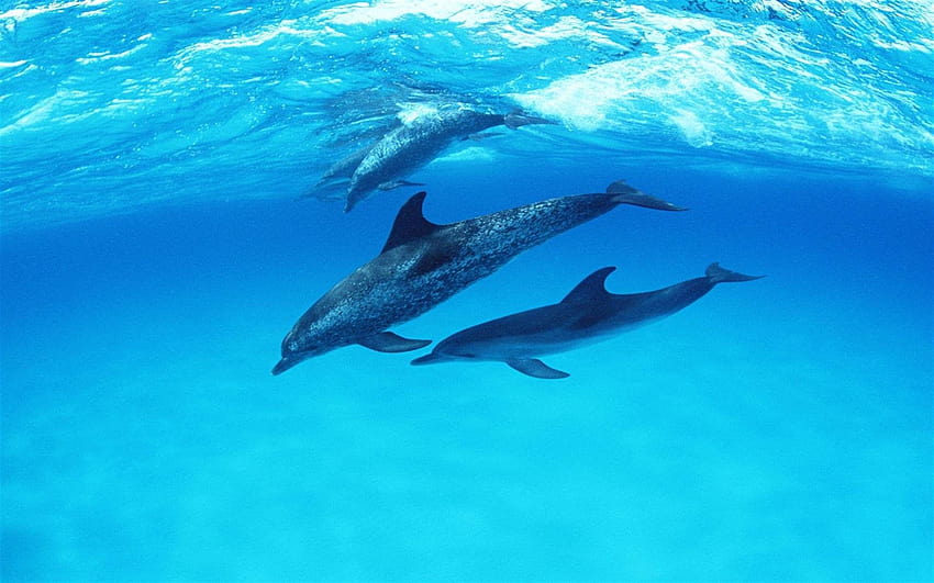 6 Delfines en movimiento, delfines bajo el agua fondo de pantalla | Pxfuel