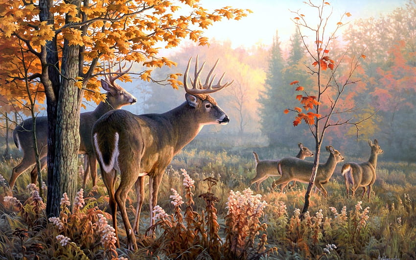 4 Deer Backgrounds, red deer HD wallpaper