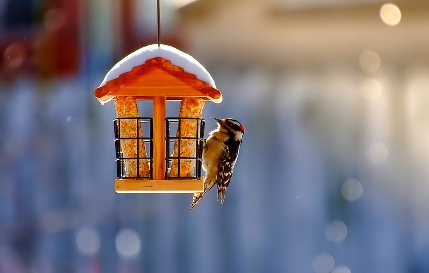 snow, blur, bird, Feeder , section макро HD wallpaper