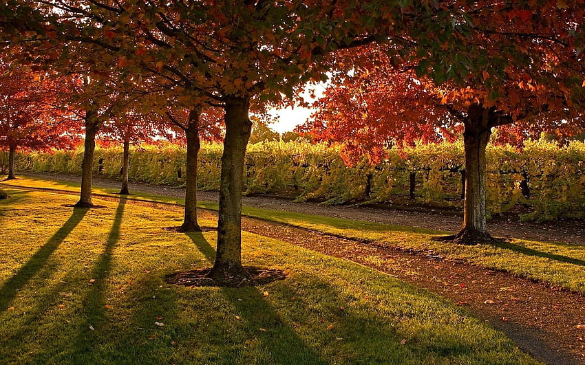 paesaggi, natura, alberi, foglie, giardino, prato, sera, sentiero, autunno ::, evening autumn Sfondo HD