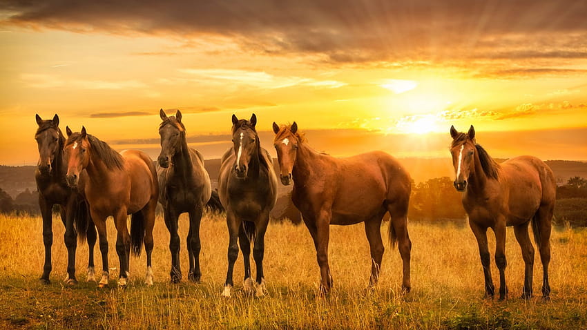 Horses, herd, sunset, landscape , , background, 064944, horse herds HD wallpaper