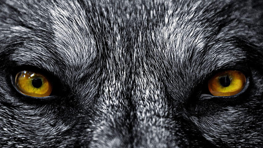 Wolves, wolverhampton wanderers fc HD wallpaper