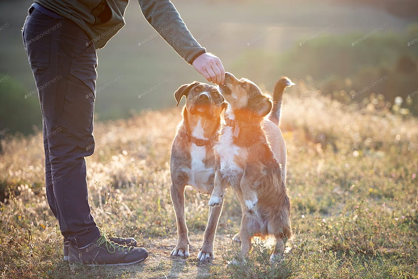 Caucasian man is training his mongrel dogs by erika8213 on Envato Elements HD wallpaper