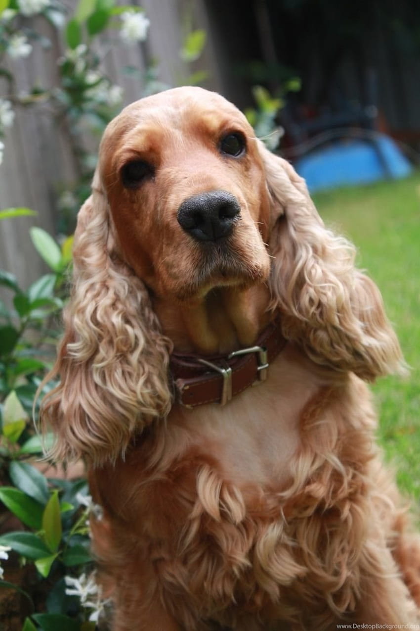 Cute English Cocker Spaniel And . Beautiful Cute ... Backgrounds HD phone wallpaper