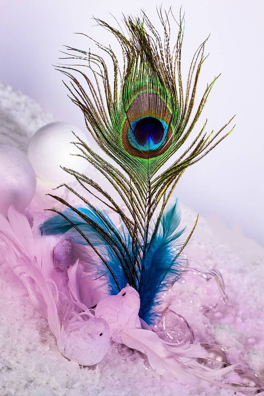 Peacock feather, mor pankh HD phone wallpaper