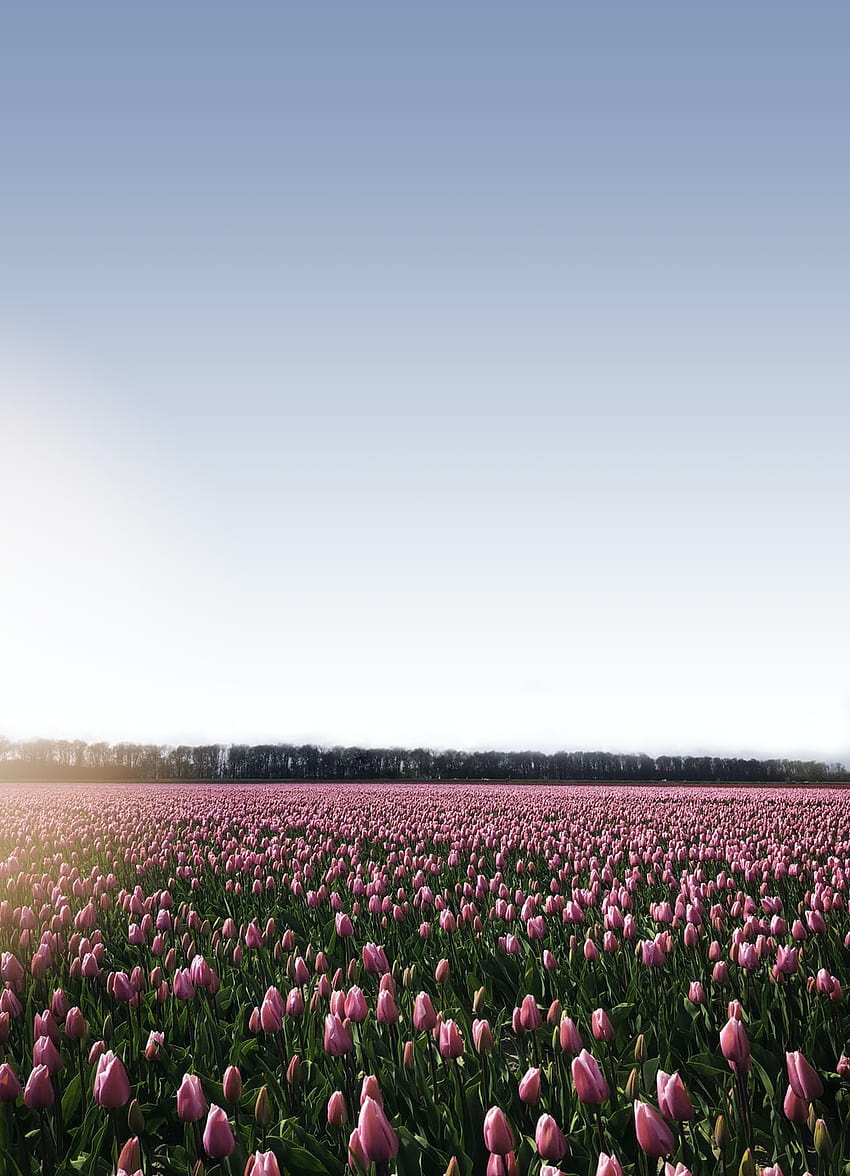 ดอกทิวลิปสีม่วง – เทศกาลดอกทิวลิป Skagit Valley ทุ่งดอกทิวลิปในยามเช้า วอลล์เปเปอร์โทรศัพท์ HD