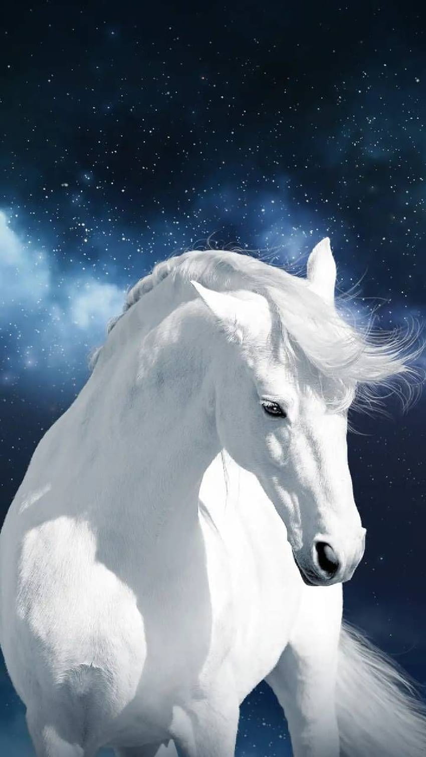 Weißes Pferd von Georgekev, wunderschönes weißes Pferd HD-Handy-Hintergrundbild