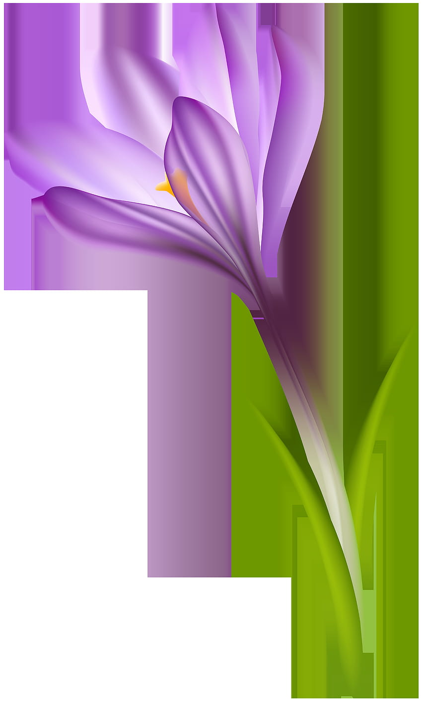 Lila Krokus transparente PNG-Clip-Art, lila Krokusse HD-Handy-Hintergrundbild