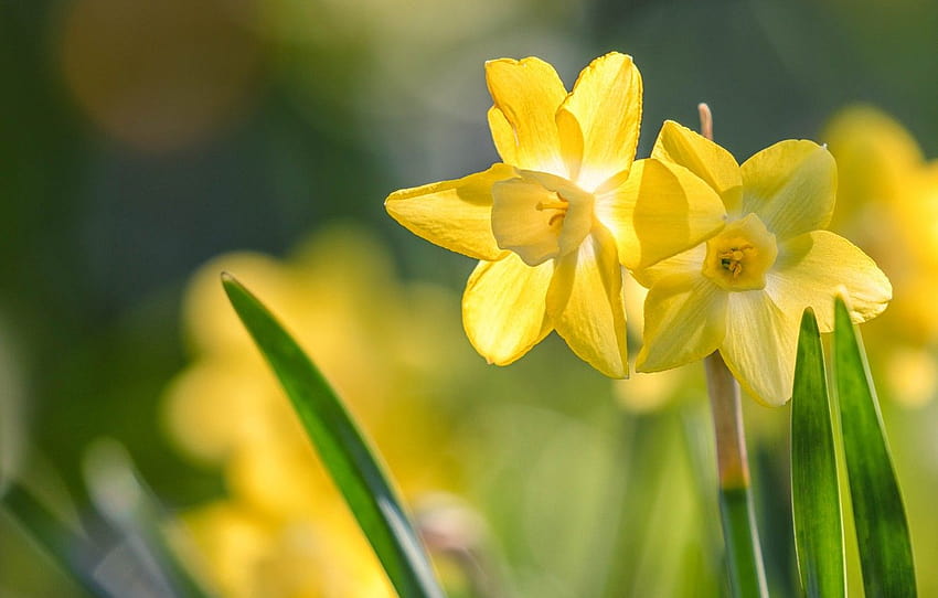 leaves, light, flowers, background, spring, yellow, yellow daffodils flowers spring HD wallpaper