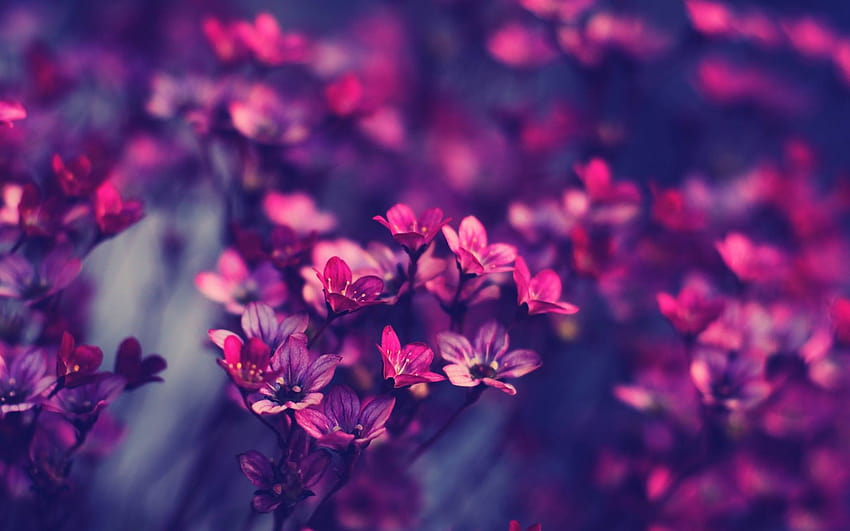 Minimalist Purple Flowers Wallpapers  Top Free Minimalist Purple Flowers  Backgrounds  WallpaperAccess