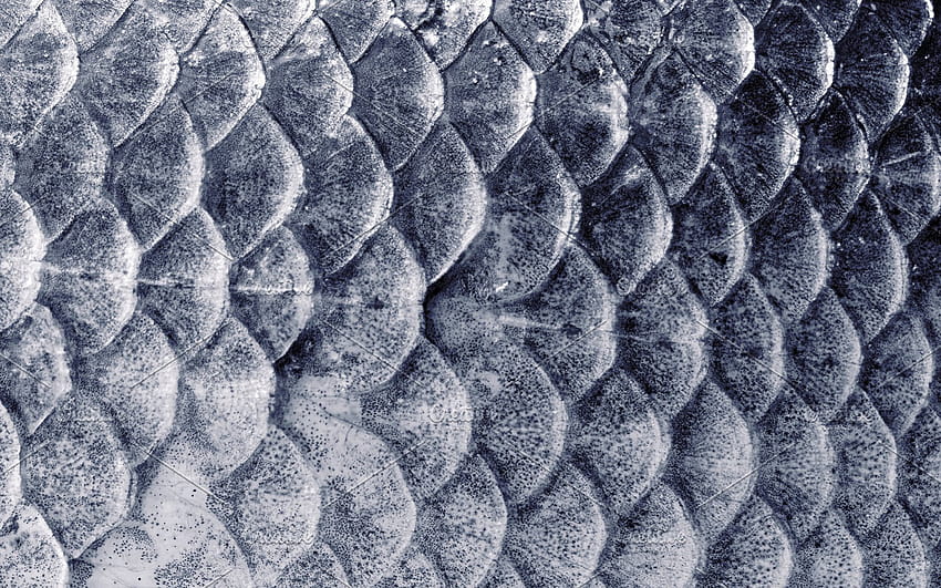 Fish scales HD wallpaper