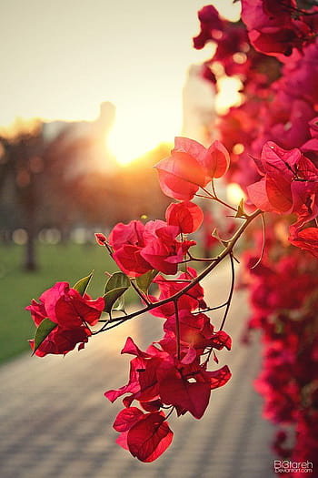 Bougainvillea HD wallpapers | Pxfuel