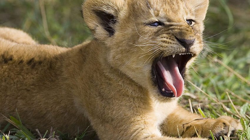 Scary Lion Cub [1600x1200] untuk , Ponsel & Tablet, singa menakutkan Anda Wallpaper HD