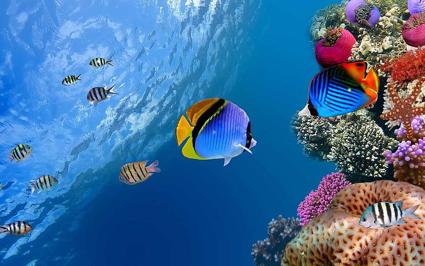 Aquarium marin, animaux marins Fond d'écran HD