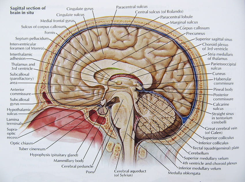 Cartel médico del cráneo de la cabeza de la anatomía del cerebro fondo de pantalla