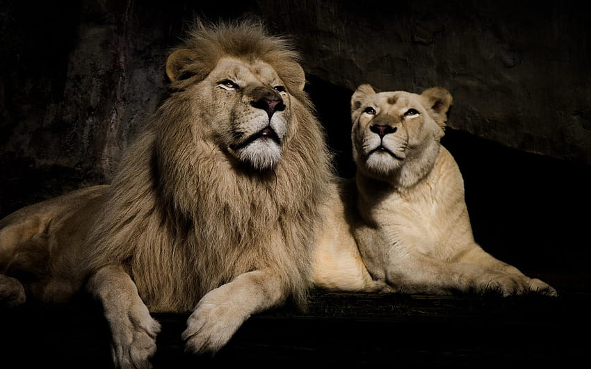 Leão e leoa 1920x1200 papel de parede HD