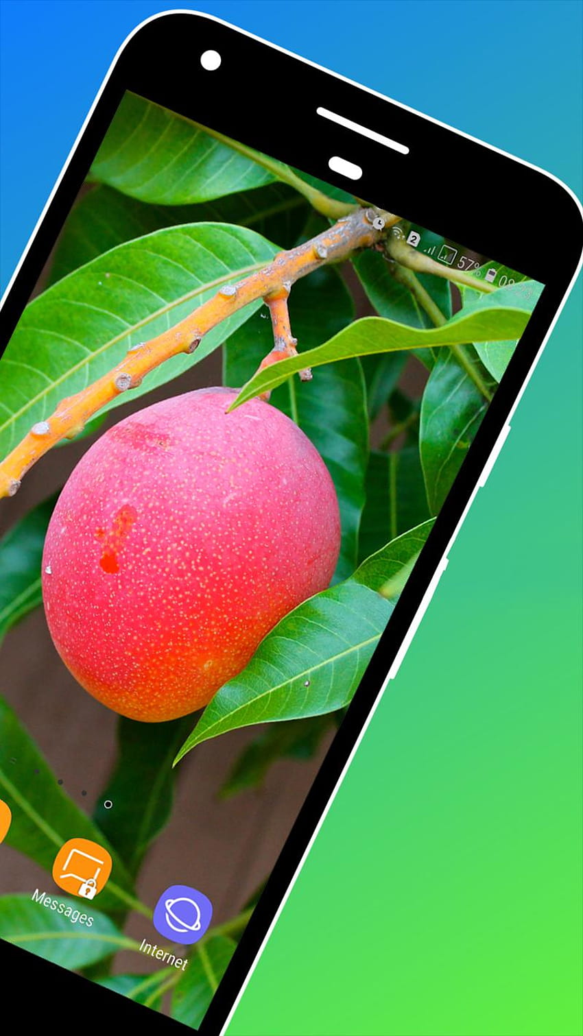 Android için Mango, mango ağacı android HD telefon duvar kağıdı