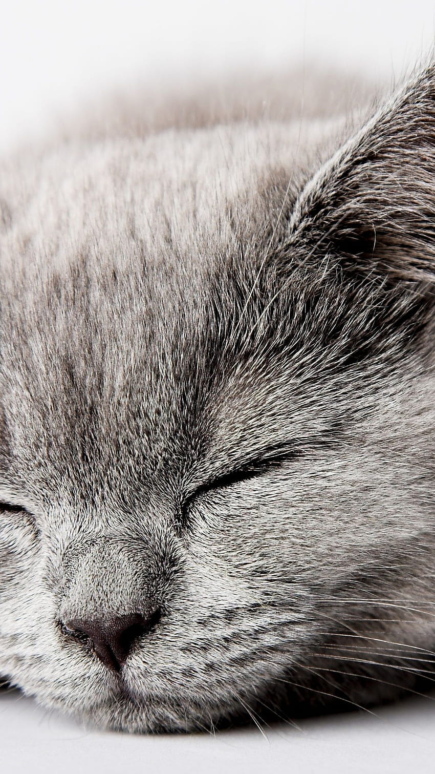 1080x1920 kitten, grey, cat, kitty, cat, cat, sleeping 58157, grey cat HD phone wallpaper