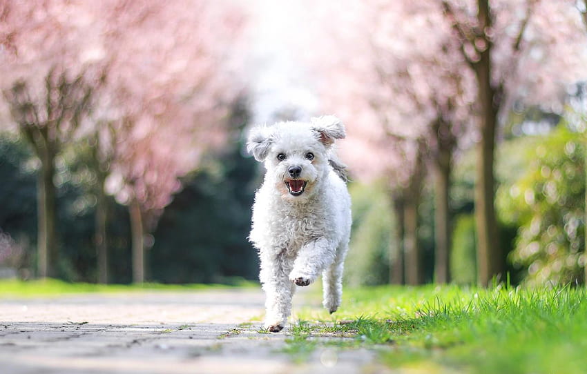 trees, joy, nature, Park, dog, spring, garden, running, puppy in colorful garden HD wallpaper
