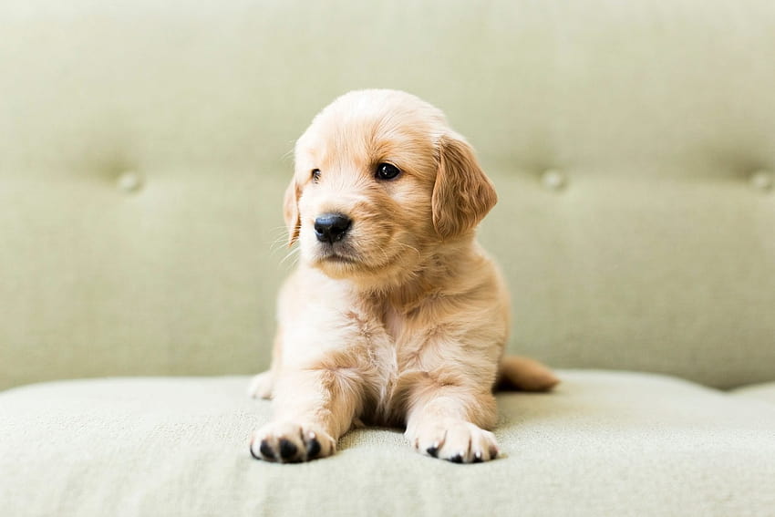 50 Cutest Dog Breeds as Puppies, pretty dogs HD wallpaper | Pxfuel