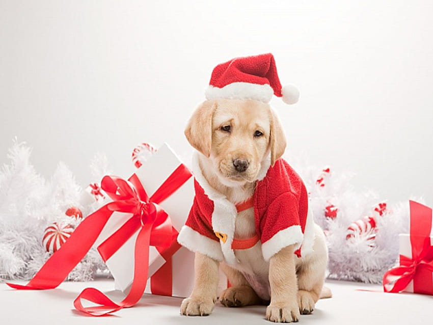 Cute Dog Christmas Ipad, animale di buon Natale Sfondo HD