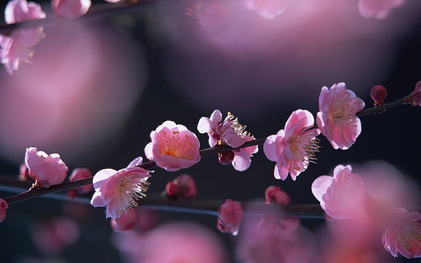 100 Najlepszy Mac z kwiatem brzoskwini Tapeta HD