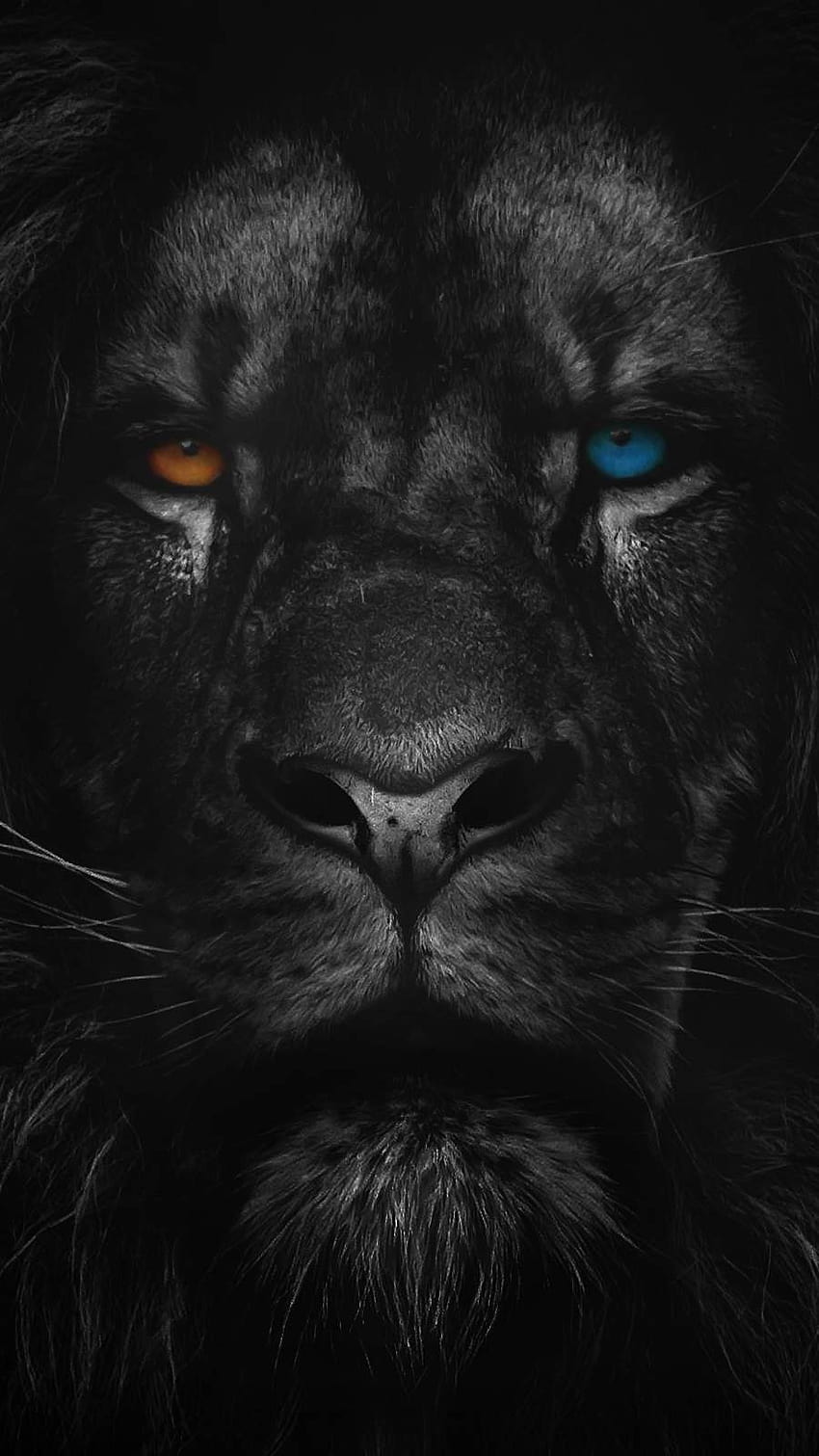 IPhone Heterochromia Lion Tapeta na telefon HD
