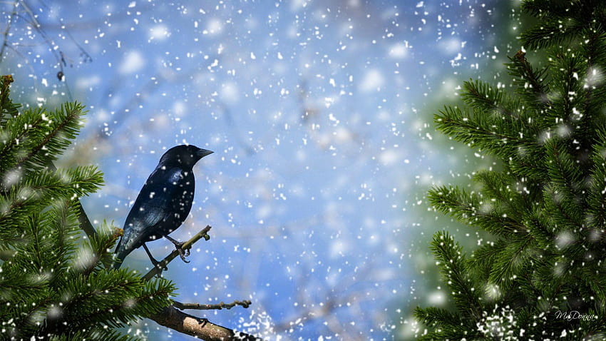 Tahun Musim Dingin Frost Spruce Fir Snowing New ze Christmas Tree Bird, natal dingin Wallpaper HD