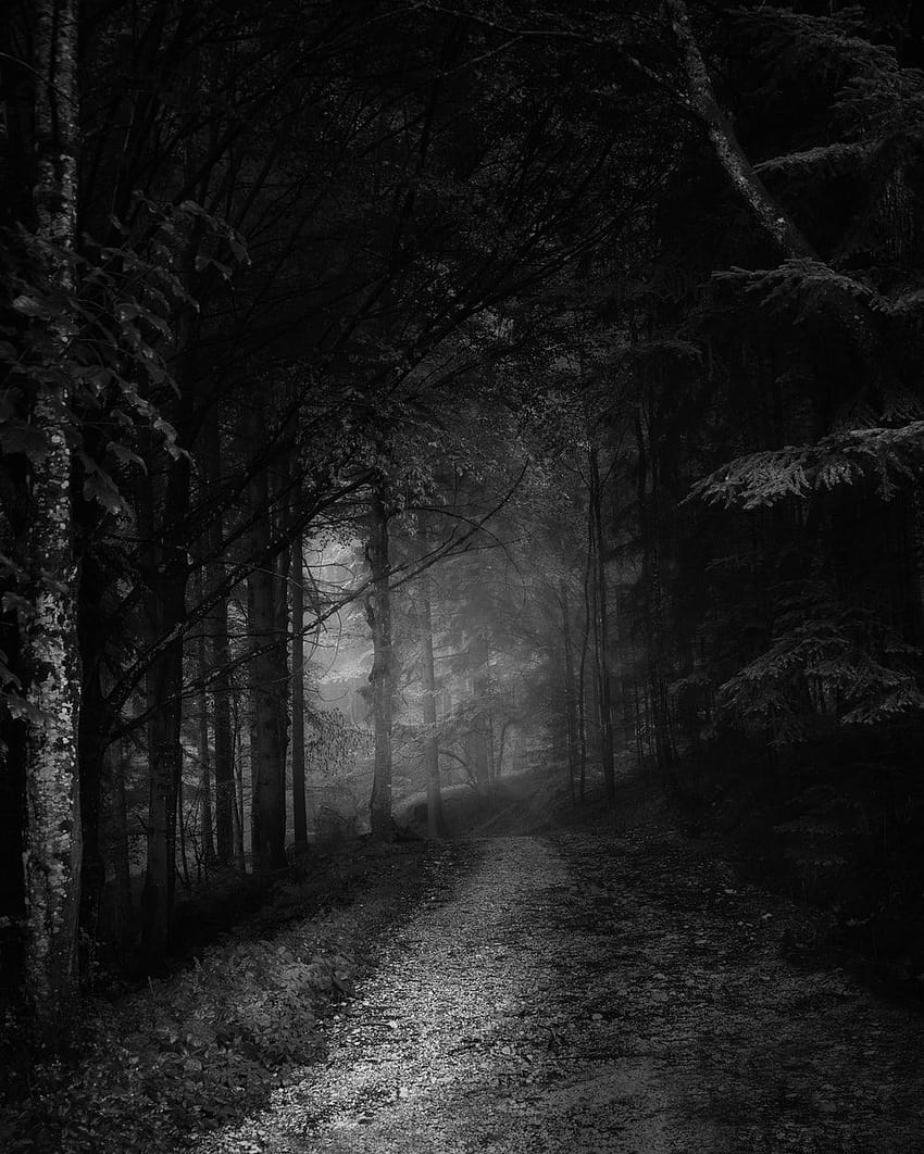 Spooky, creepy forest HD phone wallpaper