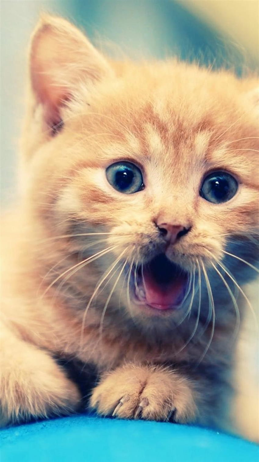 Little Shouting Staring Kitten Cat Animal iPhone 8, gato olhando Papel de parede de celular HD