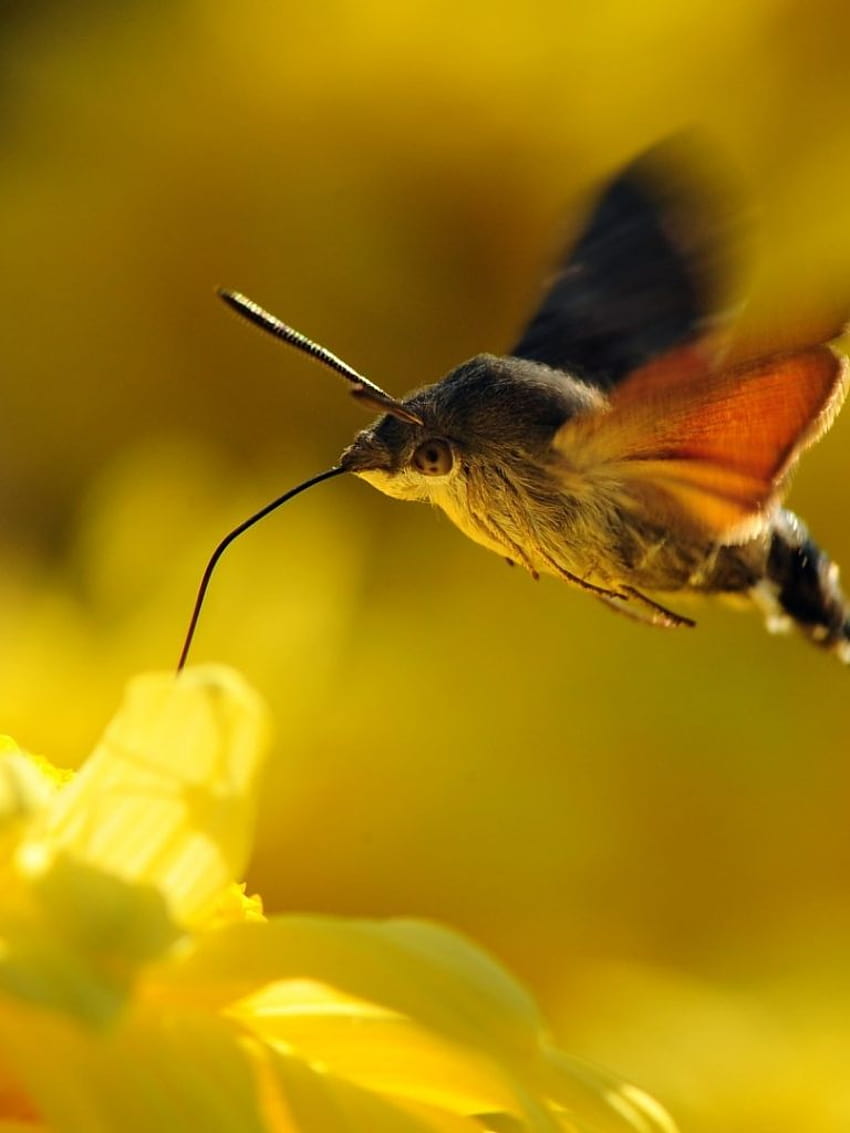 Bellissimi fioriDonne russeNet The Hummingbird Hawk moth [1920x1080] per il tuo, cellulare e tablet, falene falco Sfondo del telefono HD
