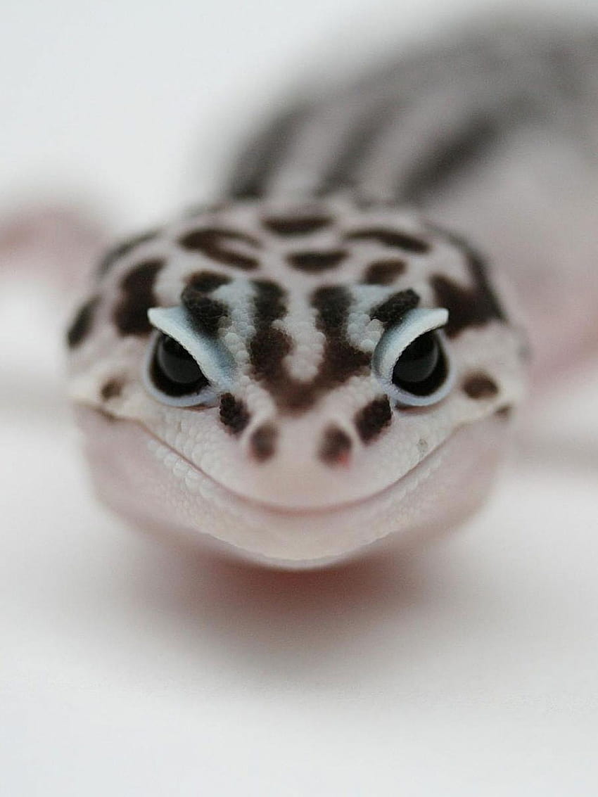 Leopard Gecko Mobile, leopard lizards HD phone wallpaper | Pxfuel