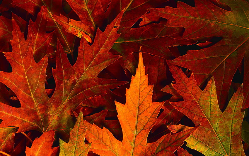 Der Herbst lässt Ihren schirm heller leuchten, rote Blätter fallen HD-Hintergrundbild
