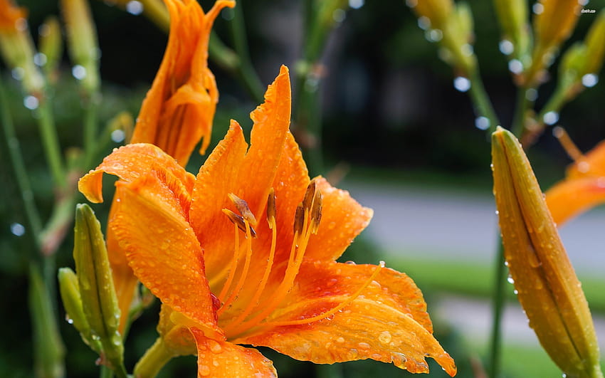 Orange lily with water drops HD wallpaper