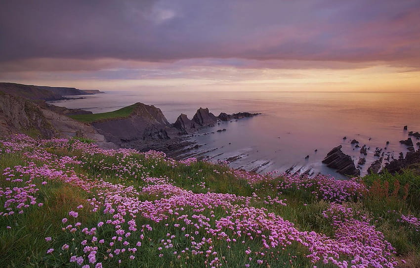 sea, sunset, flowers, rocks, coast, England, Devon, hartland quay rocks HD wallpaper