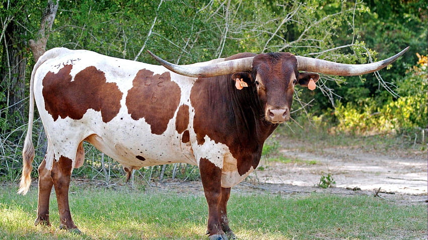 1920x1080 bull, horns, huge, grass, tag, grazing, texas longhorn cattle HD wallpaper