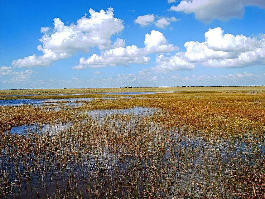 52 globale Touristenattraktionen, die dem Hype wirklich gerecht werden, Everglades-Nationalpark HD-Hintergrundbild