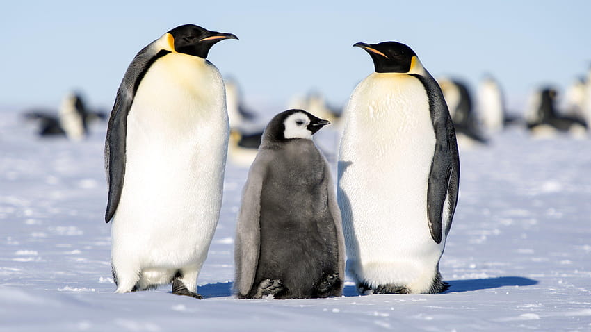Emperor Penguin Family Ultra and Backgrounds, penguins animal HD wallpaper