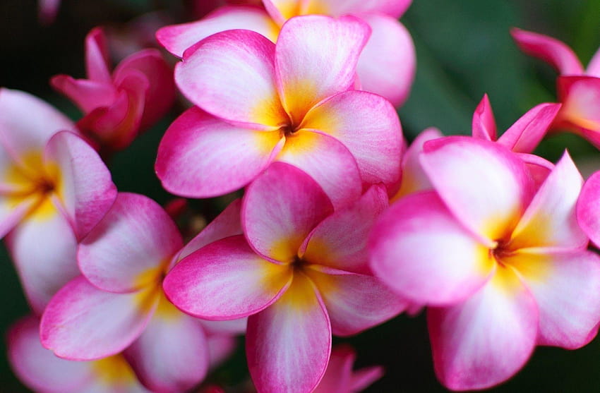 Flowers: Yellow Flower Beautiful Flowers Pink Plumeria Nature, hawaiian ...