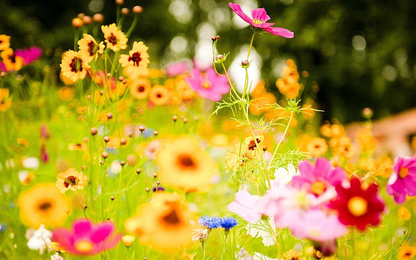 prawdziwy kwiat, kwiat, roślina kwitnąca, płatek, roślina, kosmos w ogrodzie, dziki kwiat, żółty, wiosna, różowy, botanika, prawdziwe kwiaty Tapeta HD