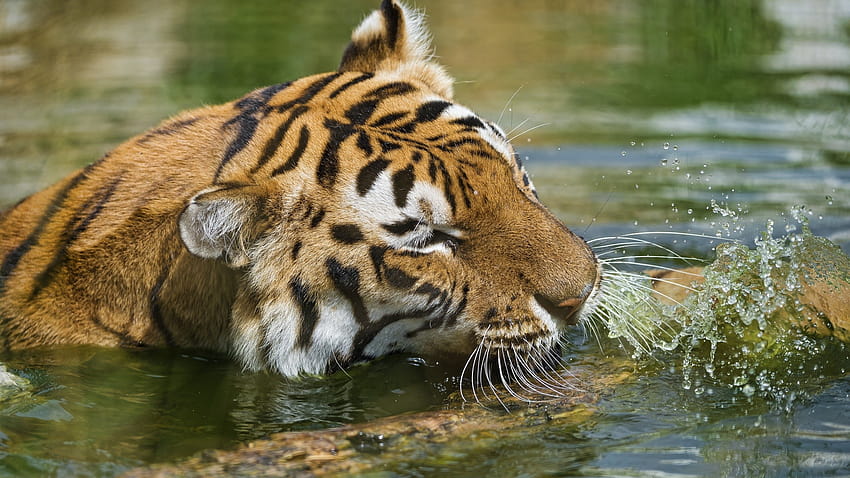Cats: Kitty Siberian Thirsty Tiger Bengal Cat HD wallpaper