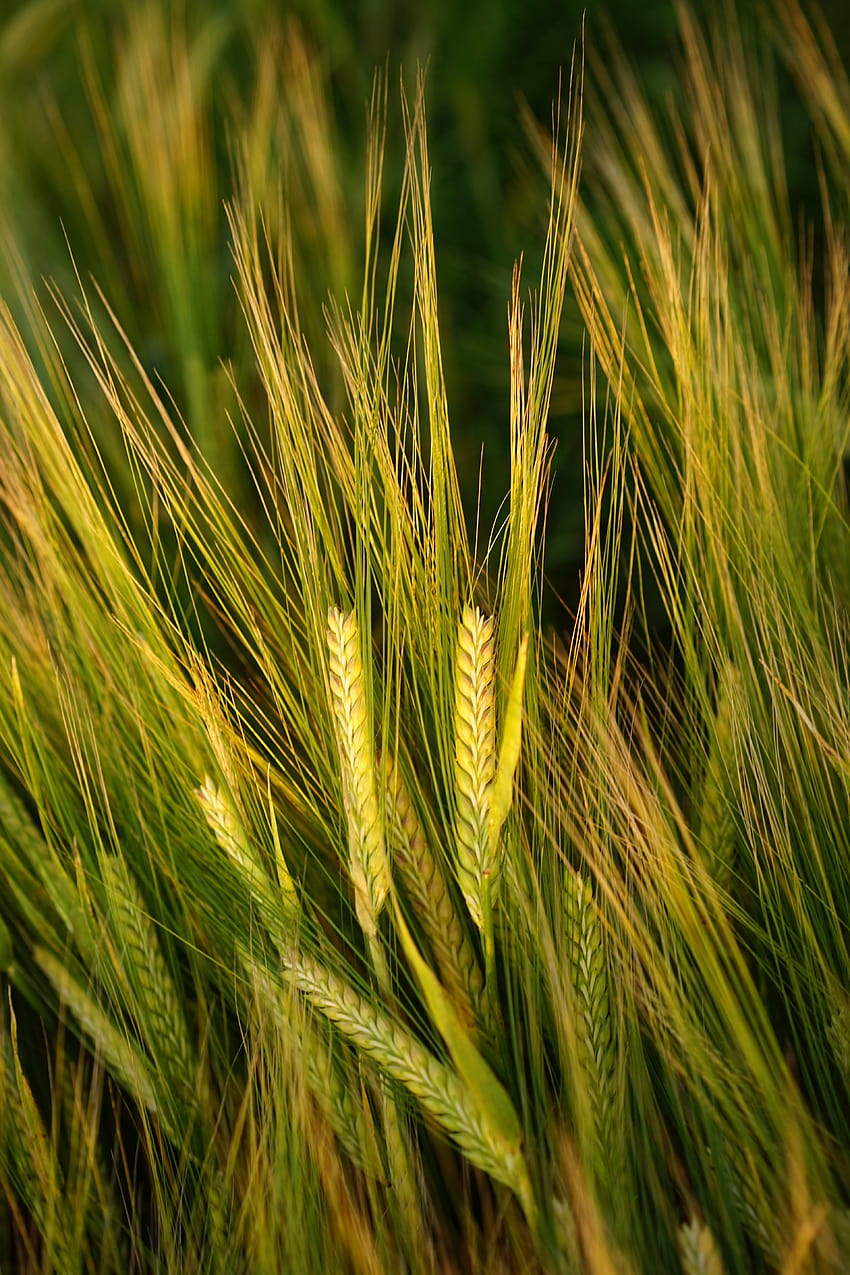 ID: 294611 / barley field spike grain cereal pertanian matang wallpaper ponsel HD
