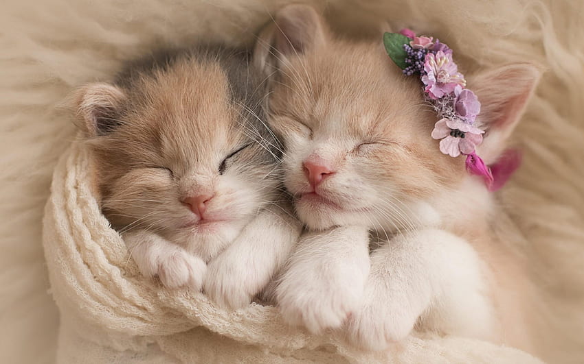 Fond d'écran gratuito ao télécharger: Deux adoráveis ​​chatons collés et endormis • MonChat.ca papel de parede HD