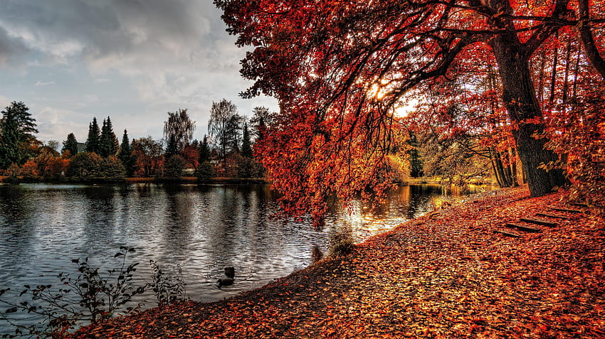 Hello Autumn Leaves Fall Seasons For Phone, animasi musim gugur Wallpaper HD